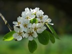 Primaverile Primaverile