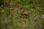 Da non molto una coppia di Upupe ha deciso di nidificare in un giardino poco frequentato in citt� (Cremona) essendo raro vederle, almeno in queste zone, spero che valga la pena seguirle.
