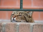 Gatto assonnato Gatto assonnato