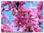 e' Primavera....... e' Primavera.......