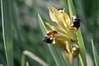 Orchidea Nera Orchidea Nera
