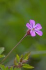 fiore fiore