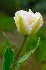 Tulipano variegato Tulipano variegato