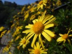 macro-s9600 macro-s9600
