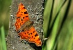 Polygonia C