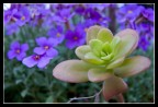 Viole... Viole...