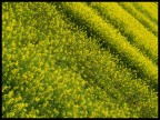 Yellow Yellow