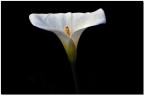 calla lily