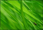 Perso nel verde Perso nel verde