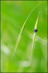 Moschina Moschina