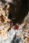 formica formica