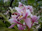 orchid orchid