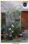 primavera primavera