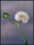 cosi' piccolo....e fragile cosi' piccolo....e fragile