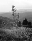 Colline Livornesi: Primavera