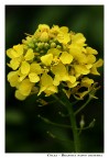 Brassica Napus Oleifera
