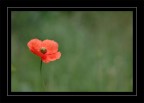 solitario solitario