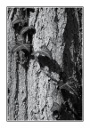 Bianco &amp; Nero con tronco d'albero e rampicante # 2