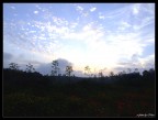 Il campo di Papaveri al tramonto Il campo di Papaveri al tramonto
