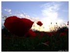 Il campo di Papaveri al tramonto (dal Basso)