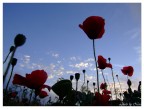 Il campo di Papaveri al tramonto (dal Basso 3)