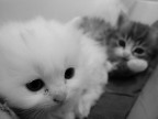 Cuccioli Cuccioli