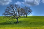 Primavera HDR Primavera HDR