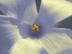 Fleur Fleur