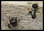 Incredibile!
mi fa venire i brividi!
E' la testa di un'altra formica attaccata con la bocca alla zampa.