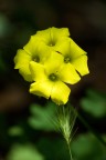 Fleur