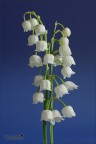 Convallaria majalis! Convallaria majalis!