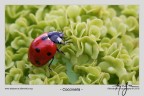 - coccinella -