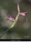 Serapias lingua 3