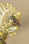 sirfide e mosca sirfide e mosca