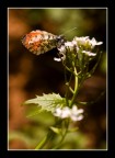 sul suo fiore preferito sul suo fiore preferito