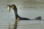 Cormorano con preda