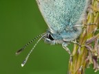 butterfly butterfly