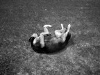 crazy dog crazy dog