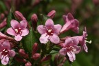 Grammofoni rosa Grammofoni rosa