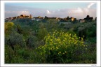 Fiori gialli a Lari