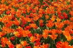 Tulipani Tulipani