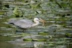 Pesca miracolosa Pesca miracolosa
