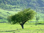 l'albero l'albero