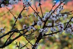 Fiori di Prugno Fiori di Prugno
