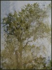 L'albero L'albero