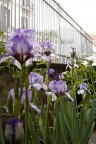 iris iris