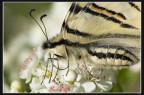 Farfalla