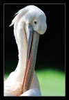 Pellicano Pellicano