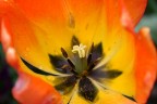 Tulipano arancio Tulipano arancio
