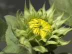 Girasole nascente Girasole nascente